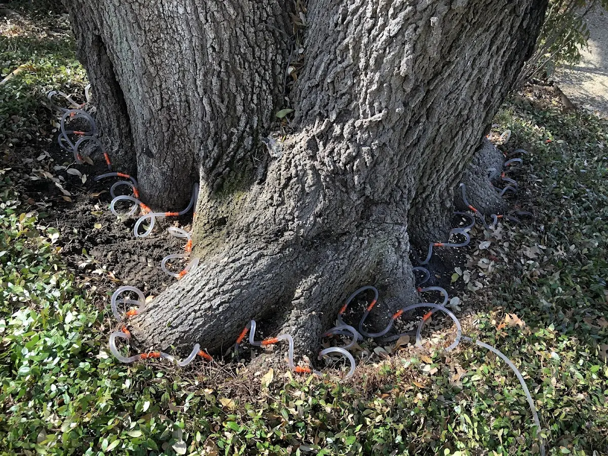 Detailed Shrub and Hedge Trimming job site in Fiskeville