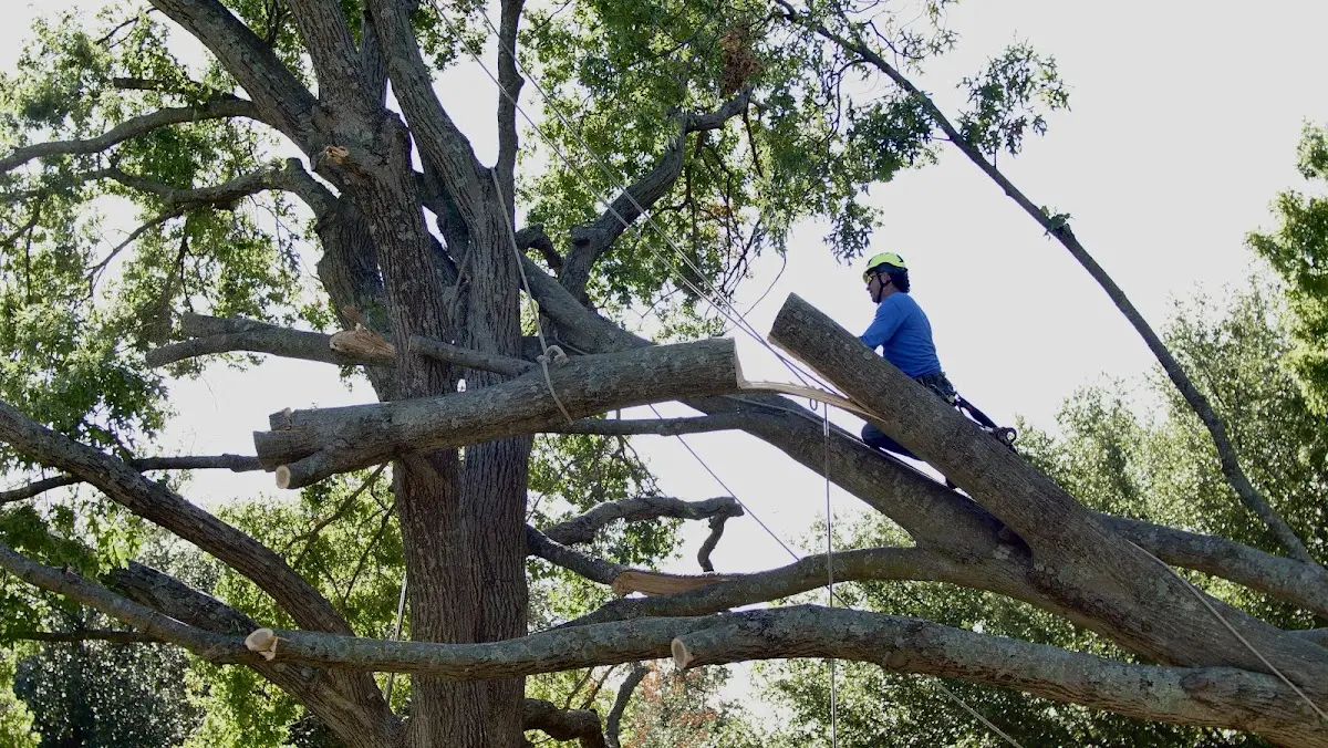 Professional Hazardous Tree Removal performed by certified arborists in Fiskeville
