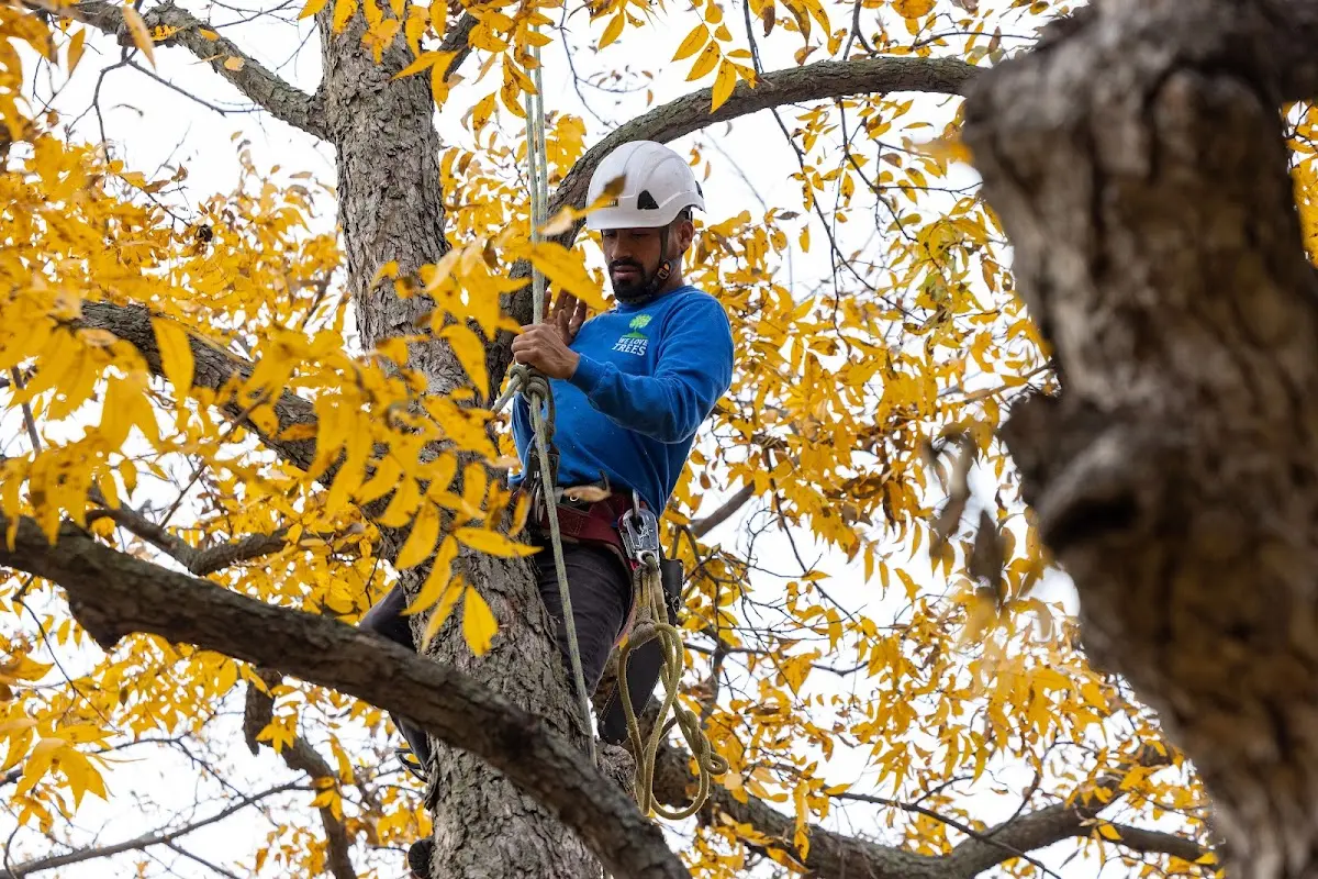 Skilled Tree Pruning crew working in Fiskeville