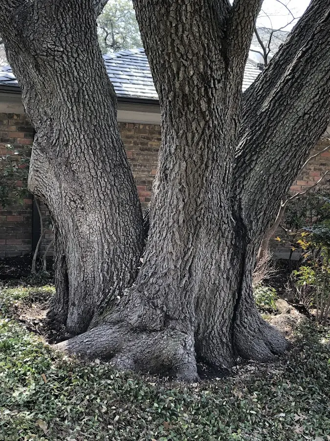Mature heritage tree close to a Fiskeville property cared for by certified arborists